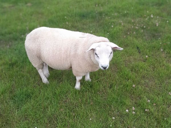 Texel ram lamb
