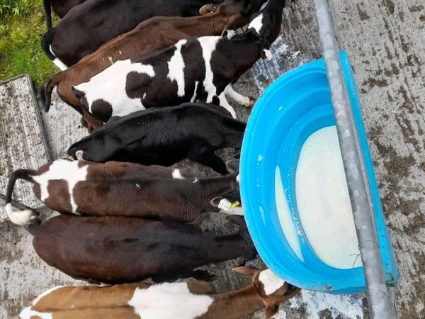 Dairy Heifer Calves