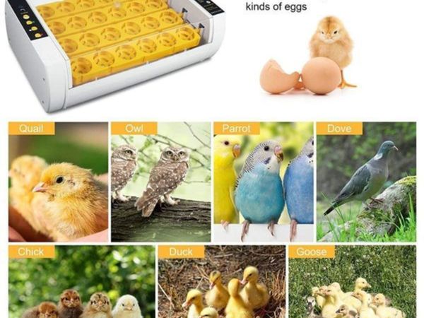 Automatic 24 eggs incubator for Poultry-Chickens