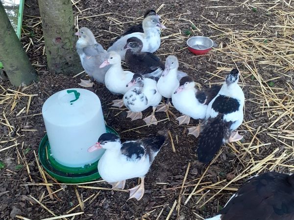 Muscovy Ducklings For Sale