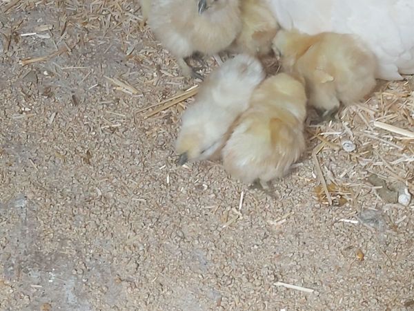 White Silkie Bantam Chicks