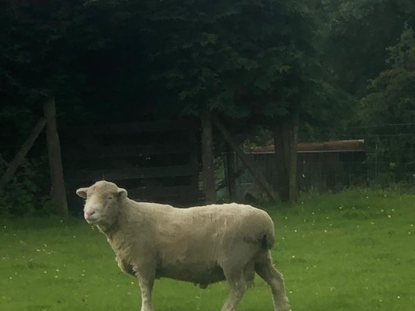 Dorset Ram