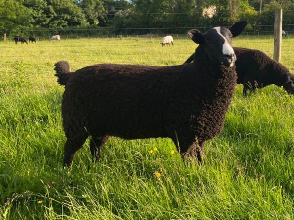 Pedigree registered Ram lamb