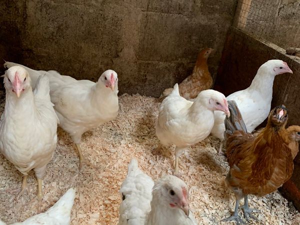 Pullets and Cockerels