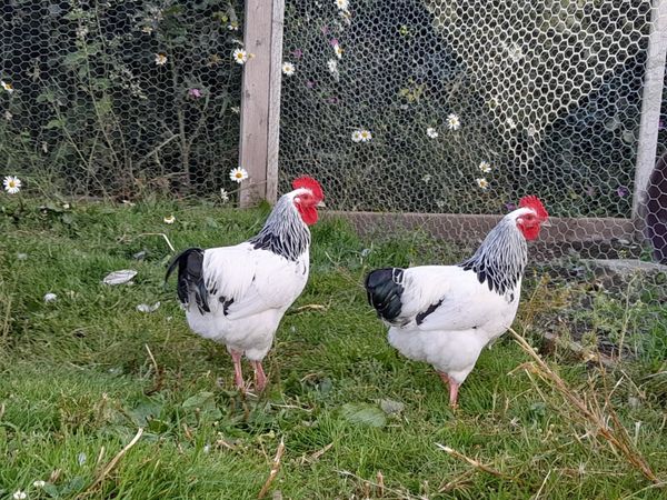 Light Sussex bantam roosters