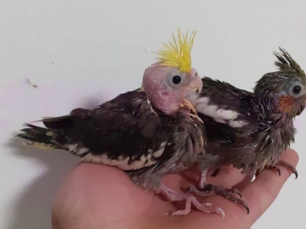 Hand reared cockatiels