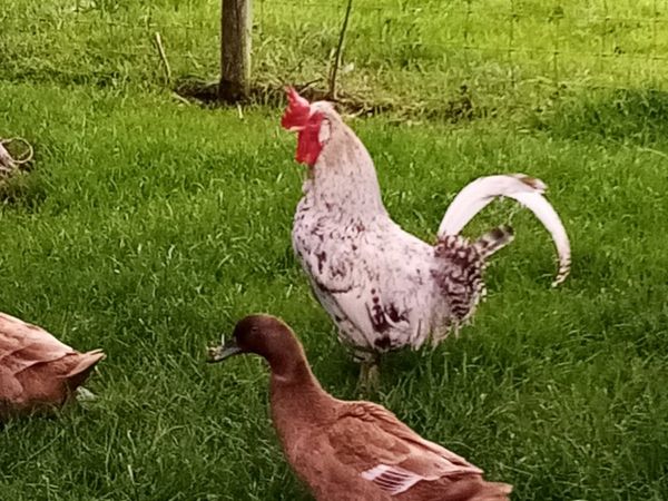 Creme legbar rooster