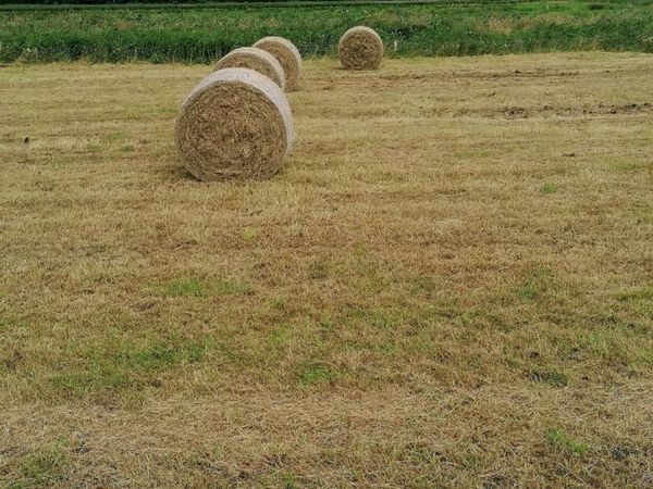 Hay and haylage