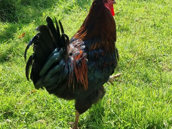 Updated - Selection of free young roosters