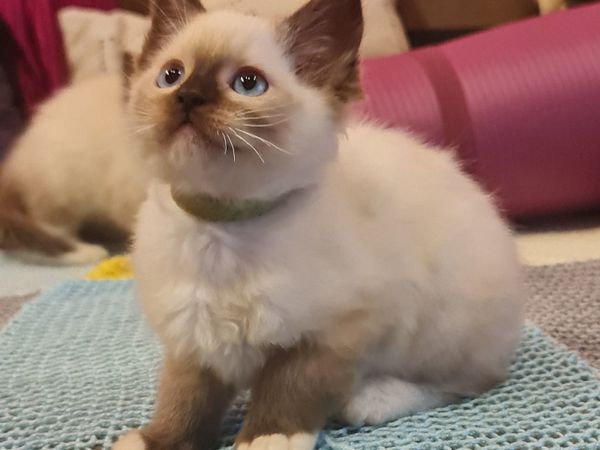 💓 Beautiful Ragdoll Kittens  - Health Tested 💓