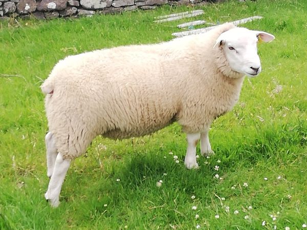 Belclare ram lambs