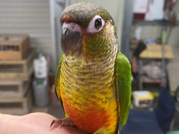 Hand reared baby conure parrots