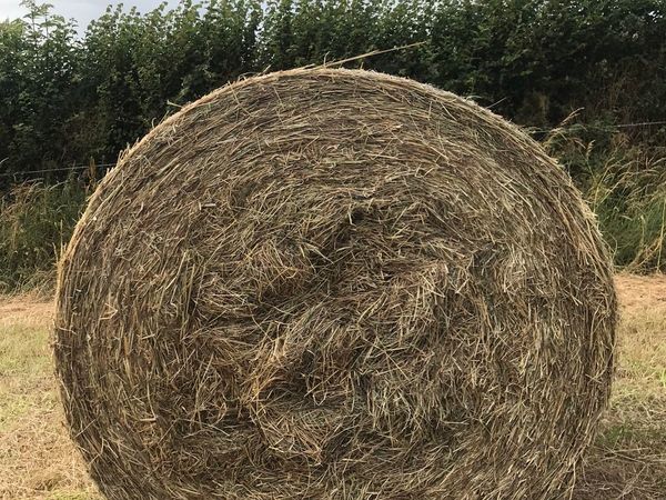 Good quality Hay for sale