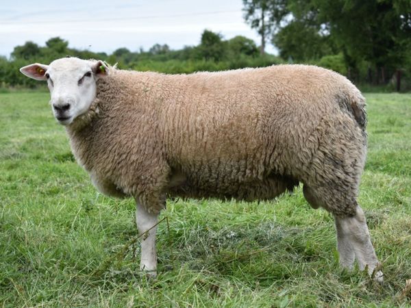 Pedigree  registered Belclare ram lambs