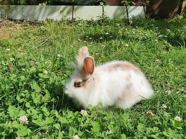 Rabbit | 424 All Sections Ads For Sale in Ireland | DoneDeal