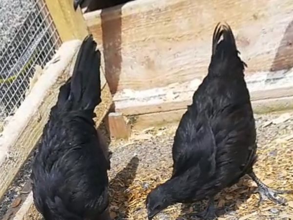Ayam Cemani pair