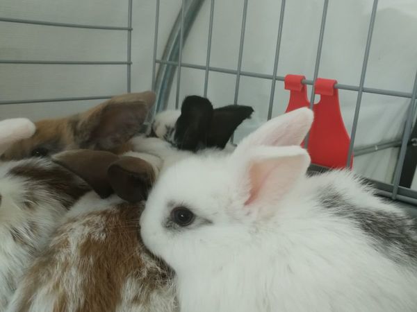 Guinea pigs and Dwarf rabbits