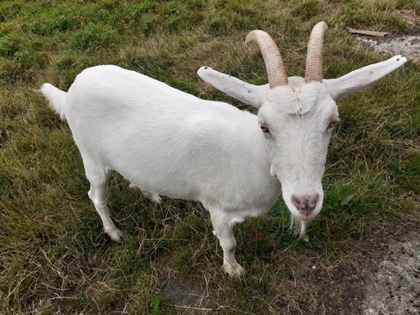 2 yr old goat ready for kids