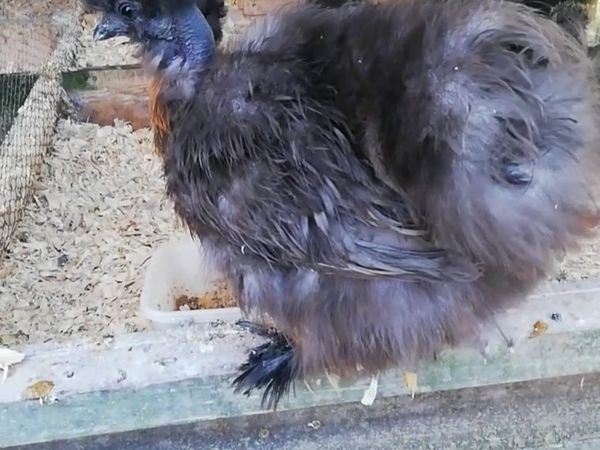 Silkie/Showgirl Hen (selection)