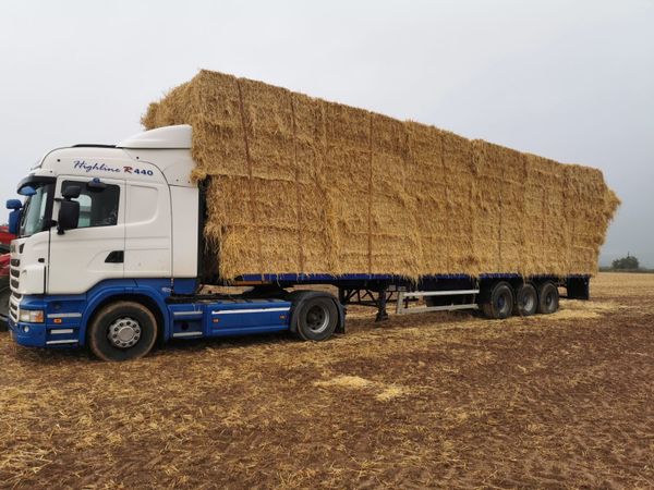 For sale 1500 bales 8x4x3s of golden barley straw