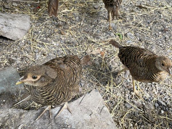 Young Red Golden pheasants