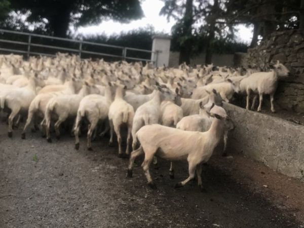 2022 lamb shearing