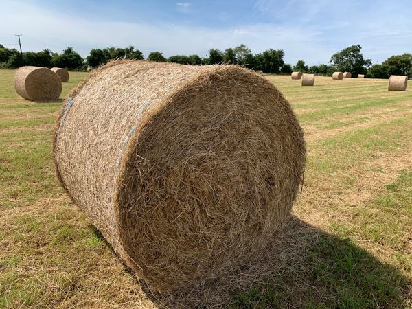 Hay and Haylage