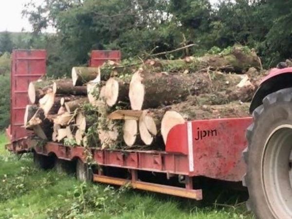 Timber logs for sale