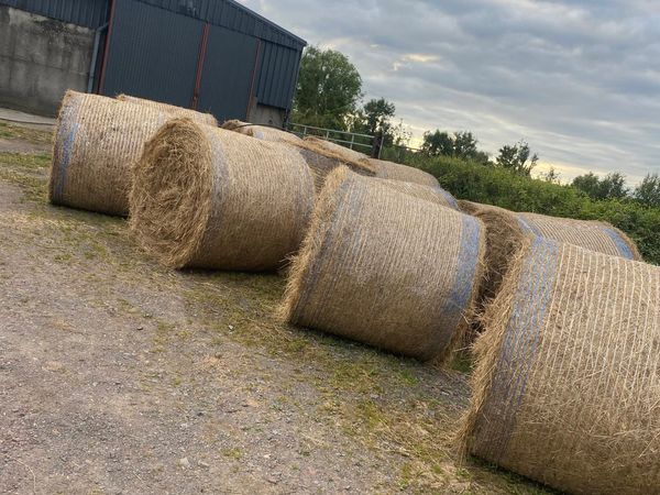 Bales of hay for sale