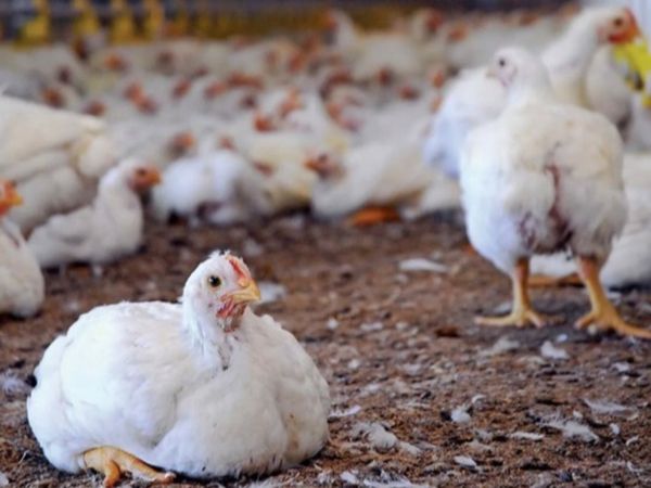 Job Opportunity Poultry Farm