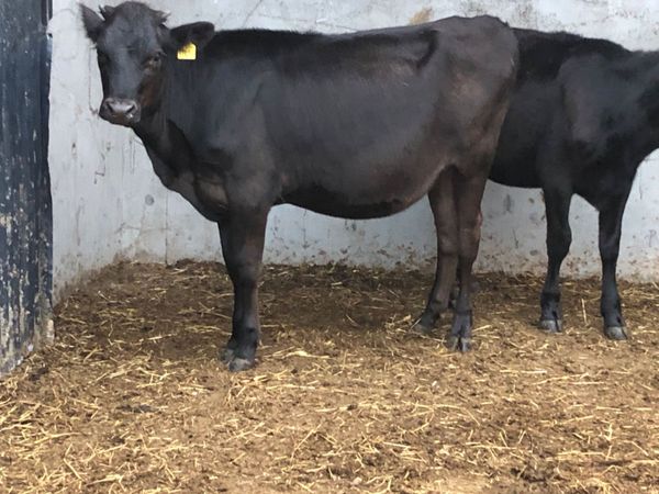 2 well bred jersey heifers for sale