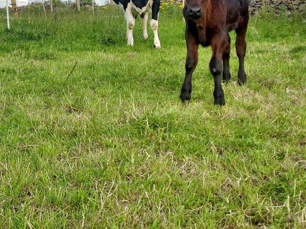Cow & AA bull calf