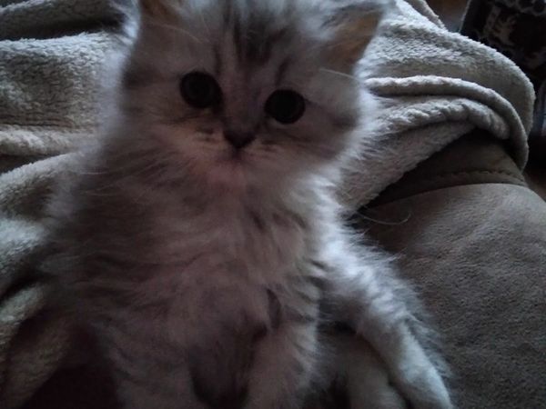 British  longhair silver tipped kittens