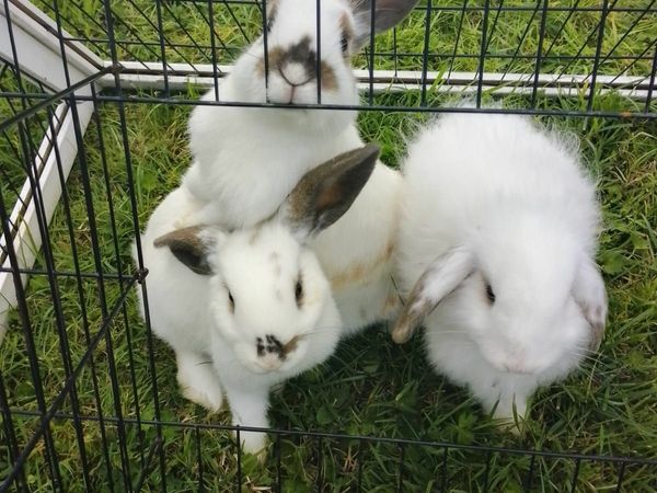 female rabbits and ginnys for sale