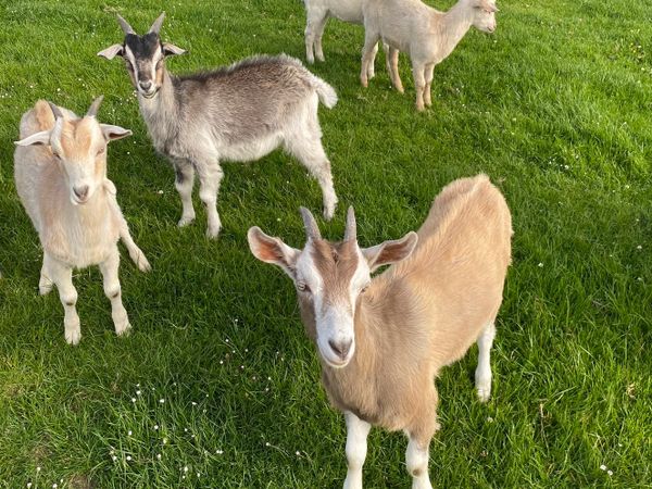 Irish breed Goats