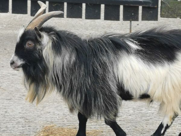 Pygmy Billy goat.