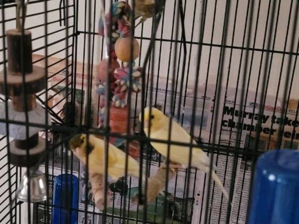 Canaries for sale with large cage