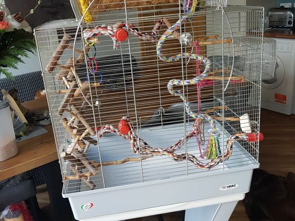 Two baby male budgies  and Imac  opening top cage