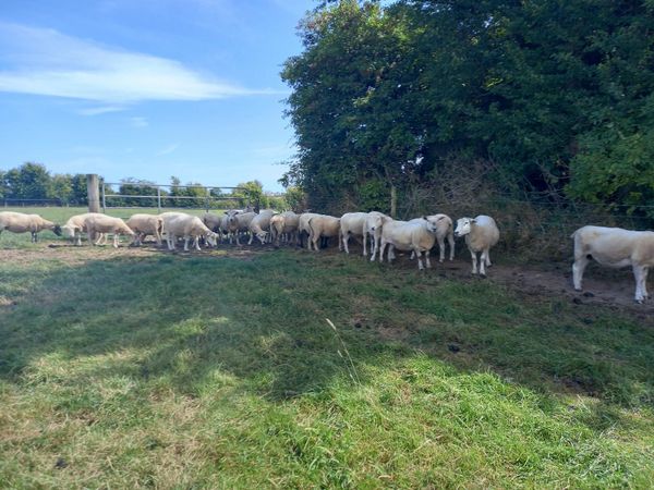 Breeding Ewes for sale