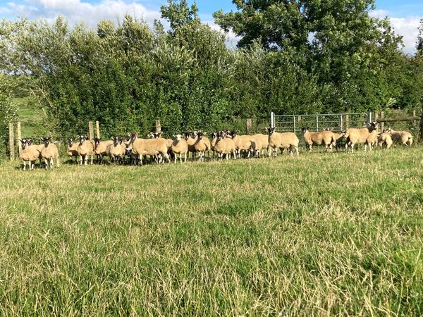 Sheep Ads For Sale in Ireland | DoneDeal