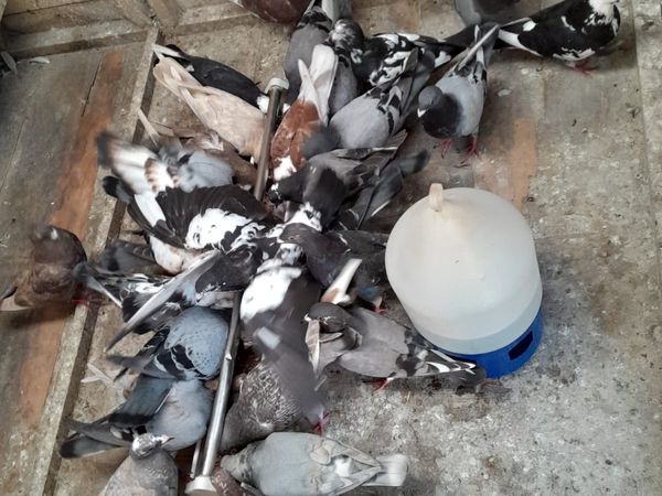Coloured Racing Pigeons For Sale
