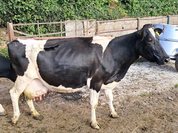 Cow for calves