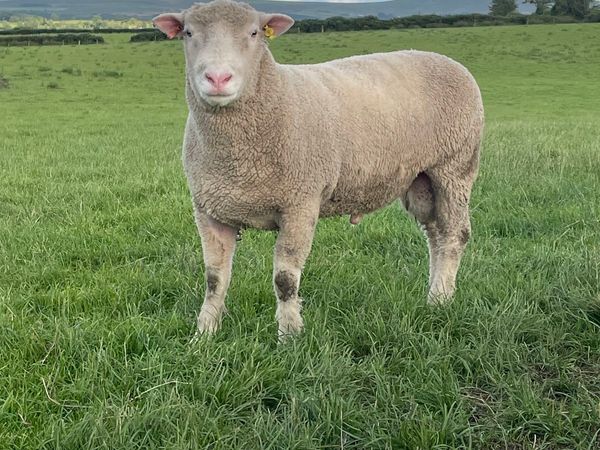 PB Dorset shearling rams for sale