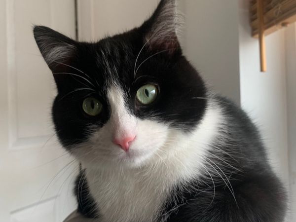 Cat looking for home