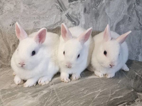BEW netherland dwarf bunnies