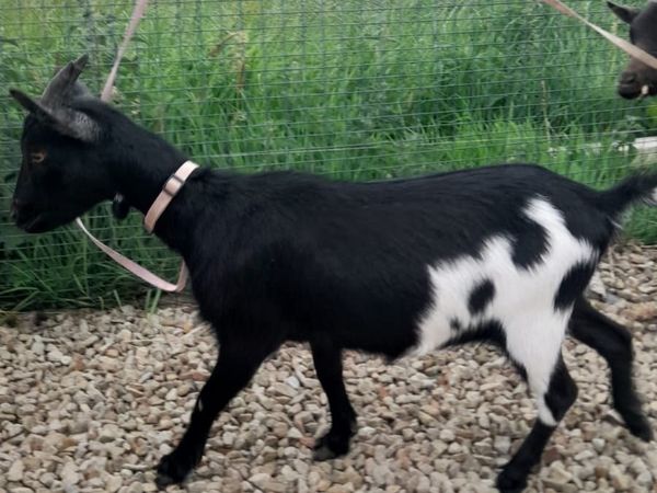 Female pygmy goats