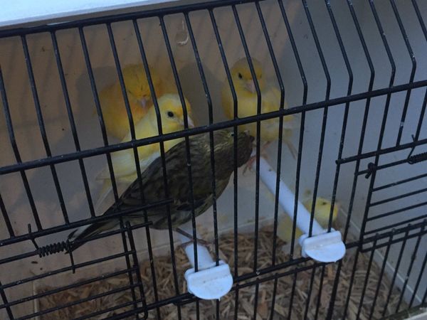 Birds canary greenie