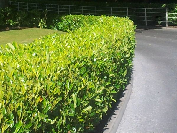 Laurel hedging delivered