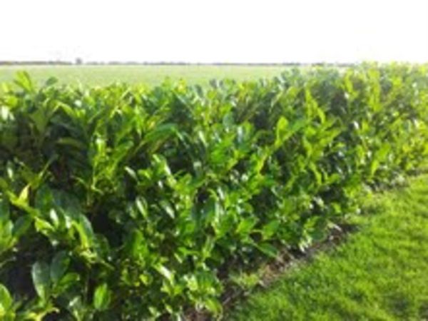 Laurel hedging delivered
