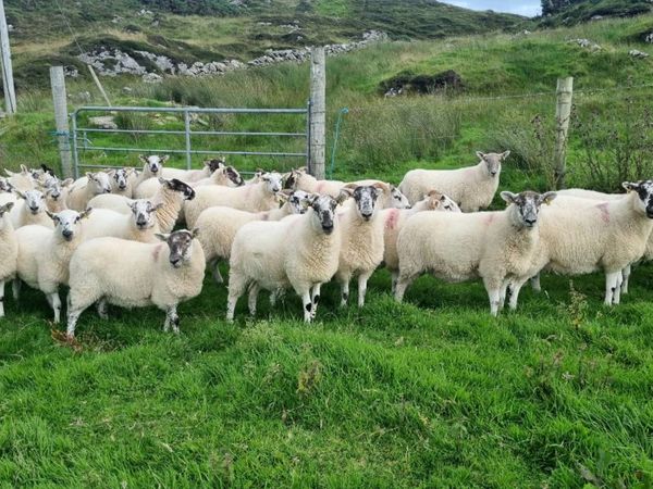 Sheep Ads For Sale in Ireland | DoneDeal